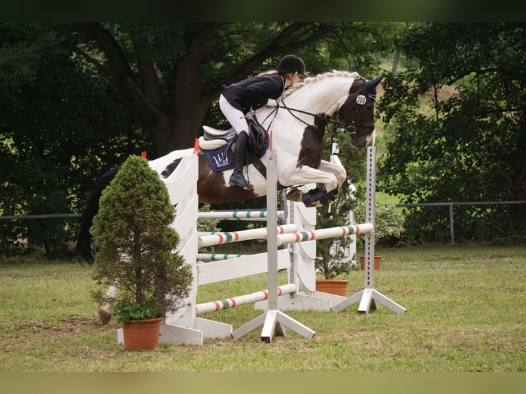 Westfale Stute 18 Jahre 174 cm Schecke in Korntal-Münchingen
