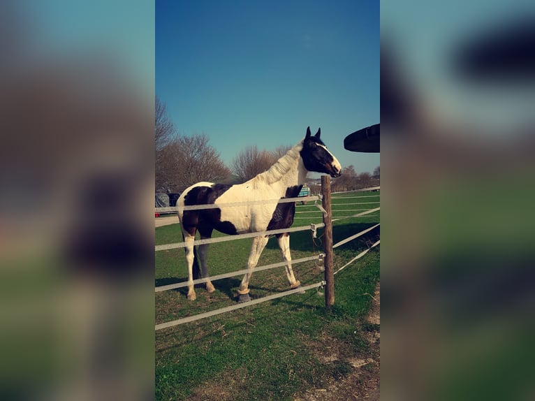 Westfale Stute 18 Jahre 174 cm Schecke in Korntal-Münchingen