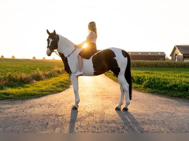 Westfale Stute 18 Jahre 174 cm Schecke in Korntal-Münchingen