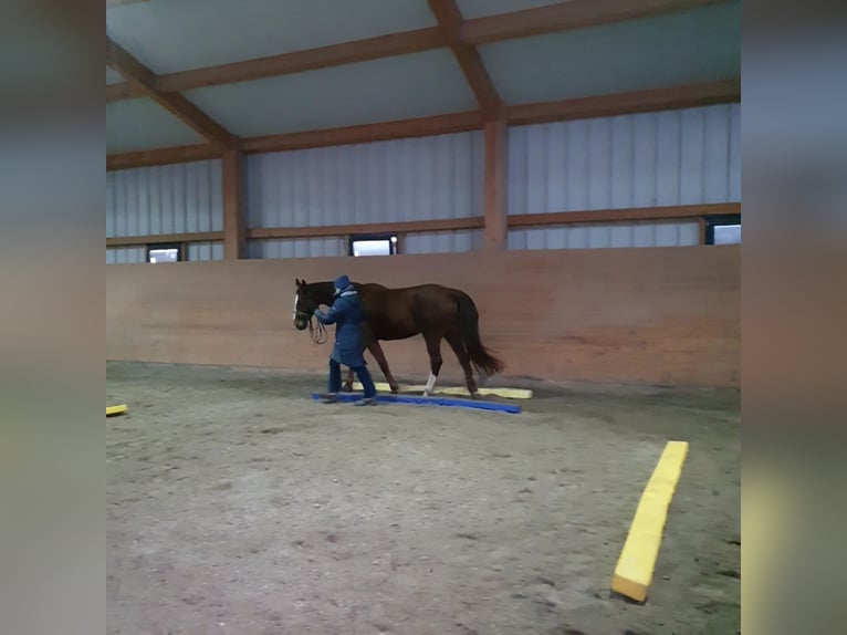 Westfale Stute 18 Jahre  in Rednitzhembach