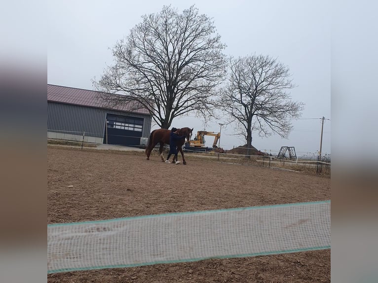 Westfale Stute 18 Jahre  in Rednitzhembach
