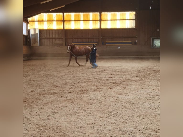 Westfale Stute 18 Jahre  in Rednitzhembach