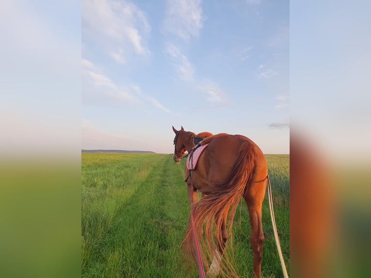 Westfale Stute 18 Jahre  in Rednitzhembach
