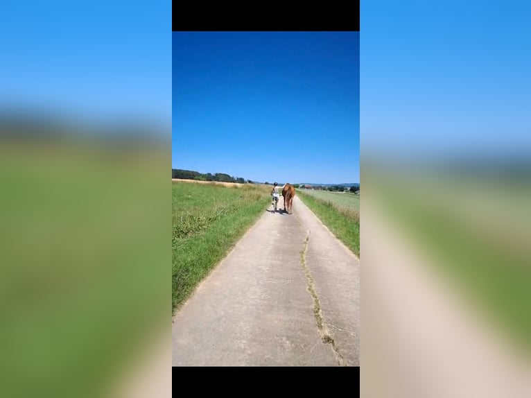 Westfale Stute 18 Jahre  in Rednitzhembach