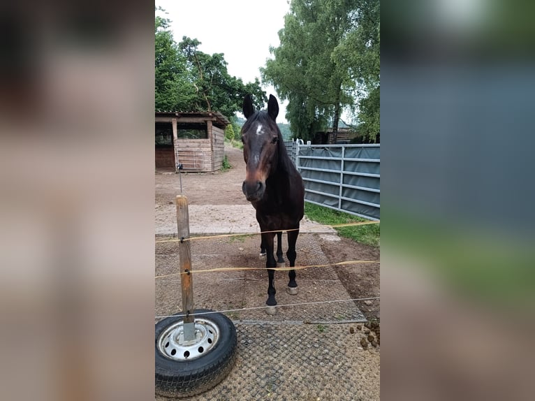Westfale Stute 19 Jahre 155 cm Dunkelbrauner in Hagen