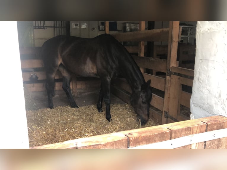 Westfale Stute 19 Jahre 155 cm Dunkelbrauner in Hagen