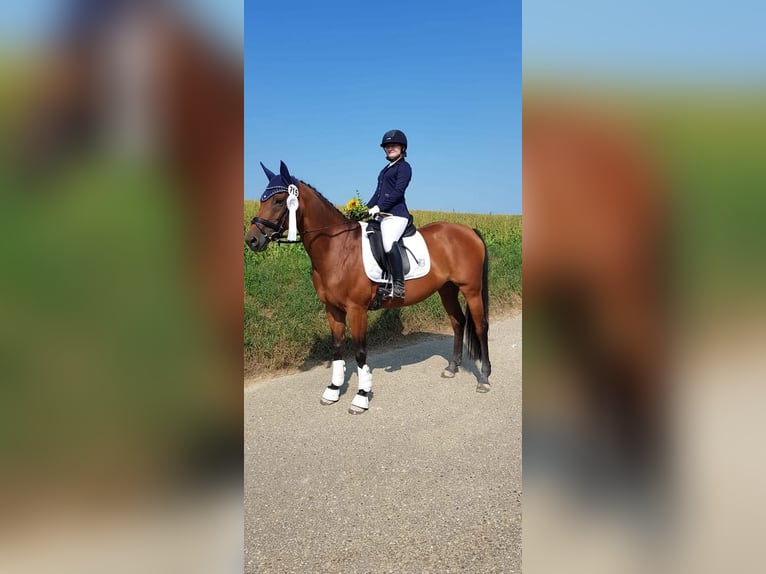 Westfale Stute 19 Jahre 158 cm in Weil der Stadt