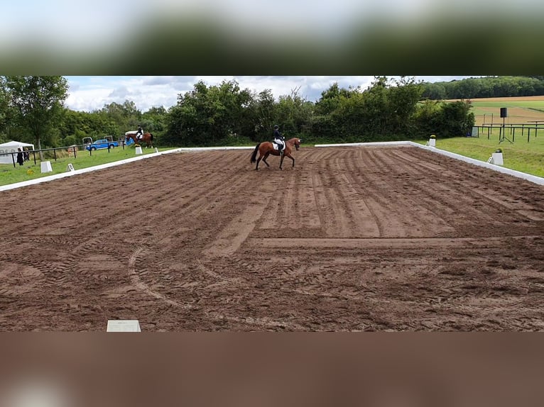 Westfale Stute 19 Jahre 158 cm in Weil der Stadt