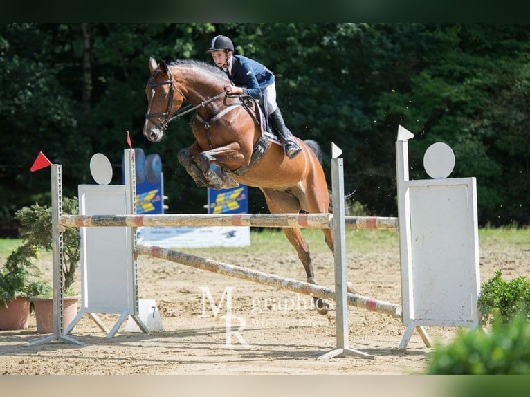 Westfale Stute 19 Jahre 162 cm Dunkelbrauner in GrefrathGrefrath