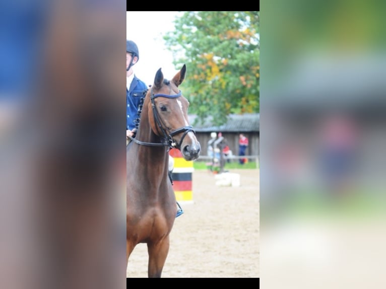 Westfale Stute 19 Jahre 162 cm Dunkelbrauner in GrefrathGrefrath