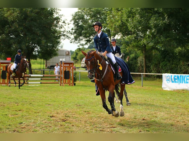 Westfale Stute 19 Jahre 162 cm Dunkelbrauner in GrefrathGrefrath