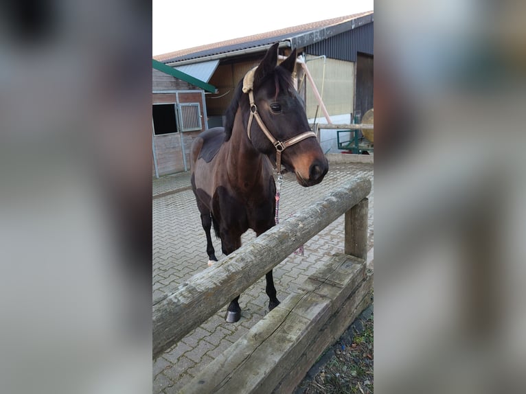 Westfale Stute 19 Jahre 165 cm Dunkelbrauner in Essen