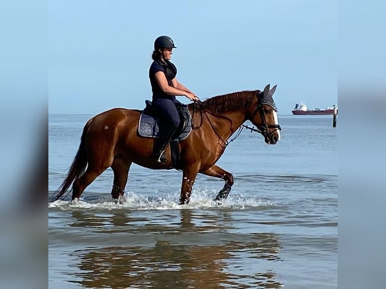 Westfale Stute 19 Jahre 165 cm Fuchs in K&#xF6;ln