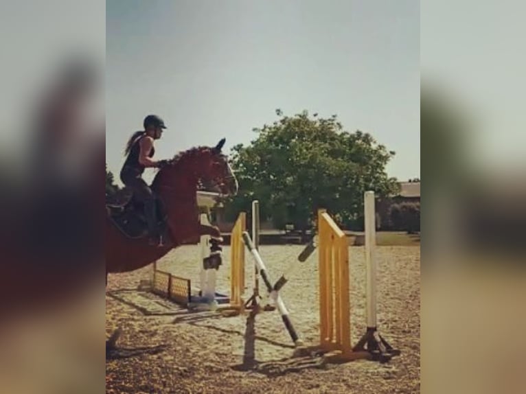 Westfale Stute 19 Jahre 165 cm Fuchs in K&#xF6;ln