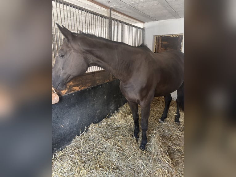 Westfale Stute 19 Jahre 165 cm Rappe in KleinblittersdorfKleinblittersdorf