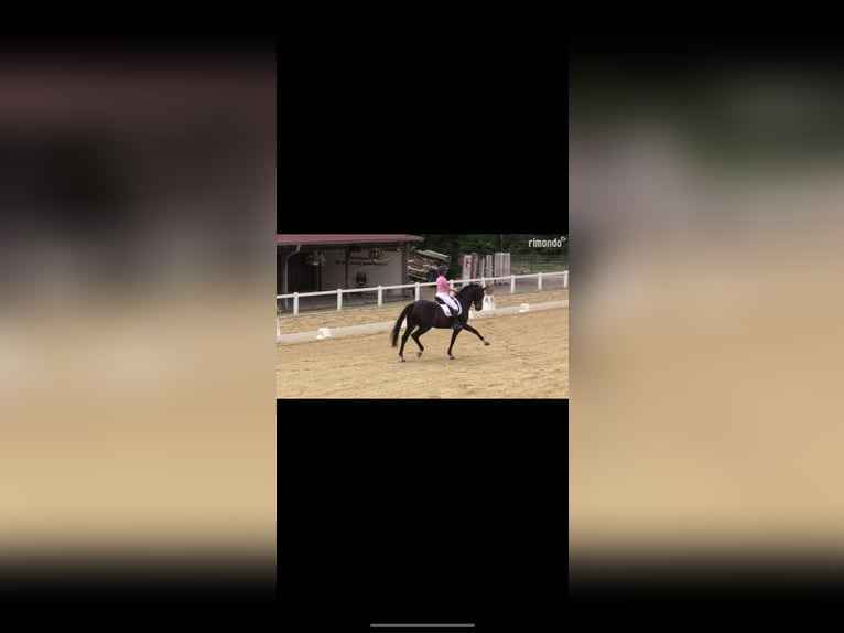 Westfale Stute 19 Jahre 168 cm Dunkelbrauner in Höxter