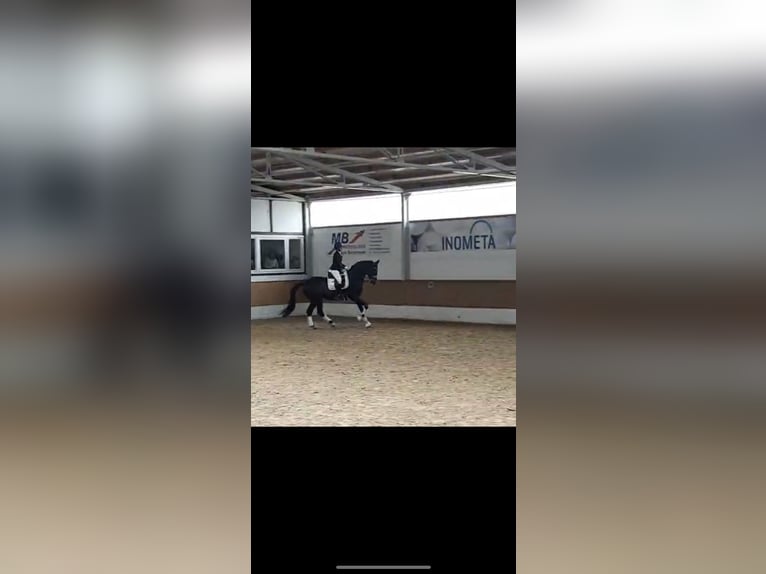 Westfale Stute 19 Jahre 168 cm Dunkelbrauner in Höxter