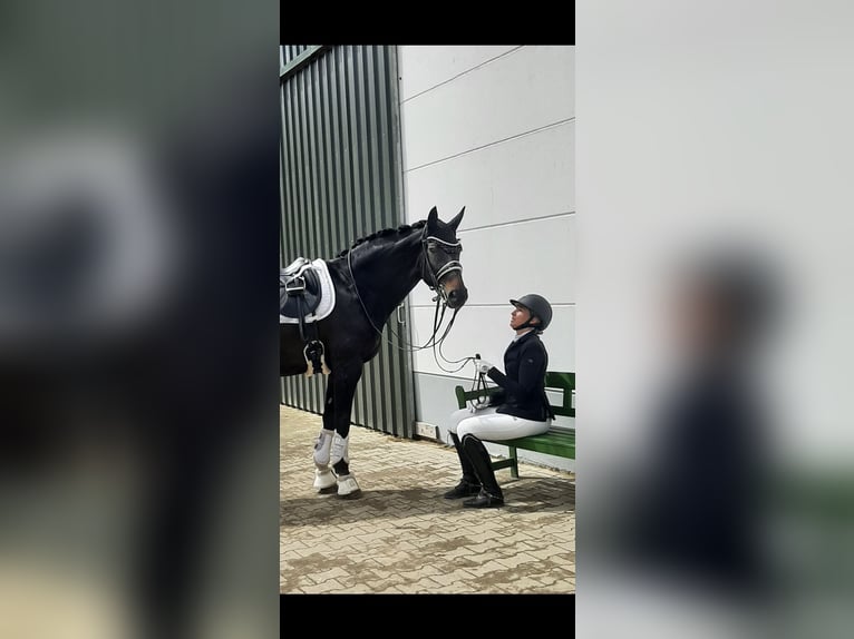 Westfale Stute 19 Jahre 168 cm Dunkelbrauner in Höxter