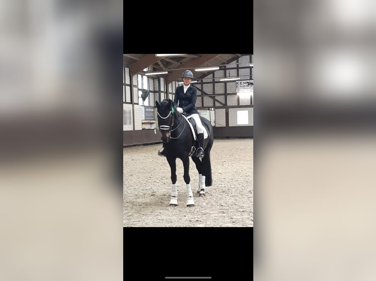 Westfale Stute 19 Jahre 168 cm Dunkelbrauner in Höxter