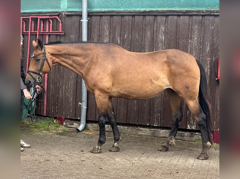 Westfale Stute 19 Jahre 170 cm Dunkelbrauner in Sassen-Trantow
