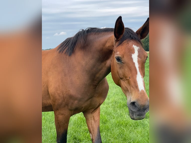 Westfale Stute 19 Jahre 171 cm Brauner in Harsewinkel Westfale Stute 19 Jahre 171 cm Brauner in Harsewinkel
