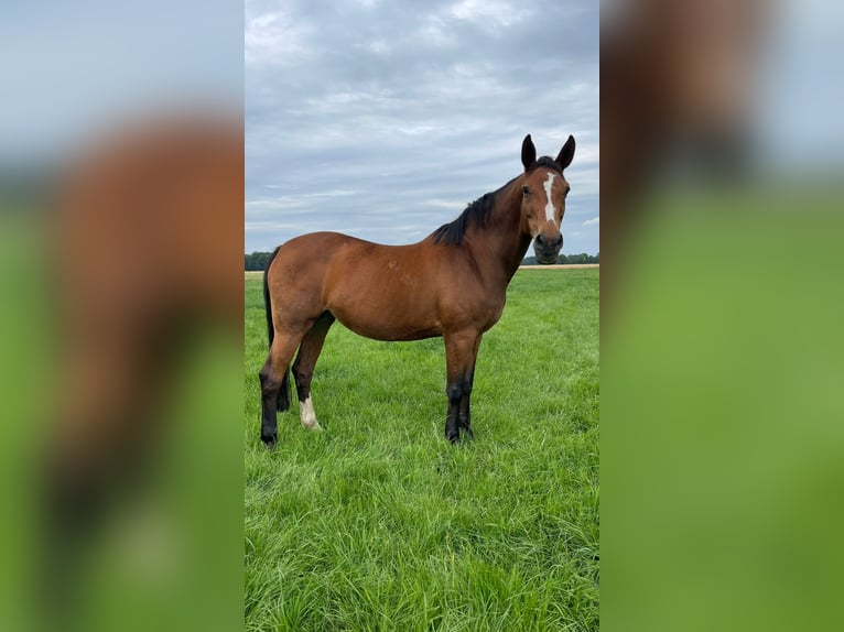 Westfale Stute 19 Jahre 171 cm Brauner in Harsewinkel Westfale Stute 19 Jahre 171 cm Brauner in Harsewinkel