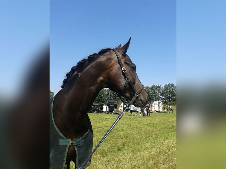 Westfale Stute 19 Jahre 171 cm Schwarzbrauner in Warendorf