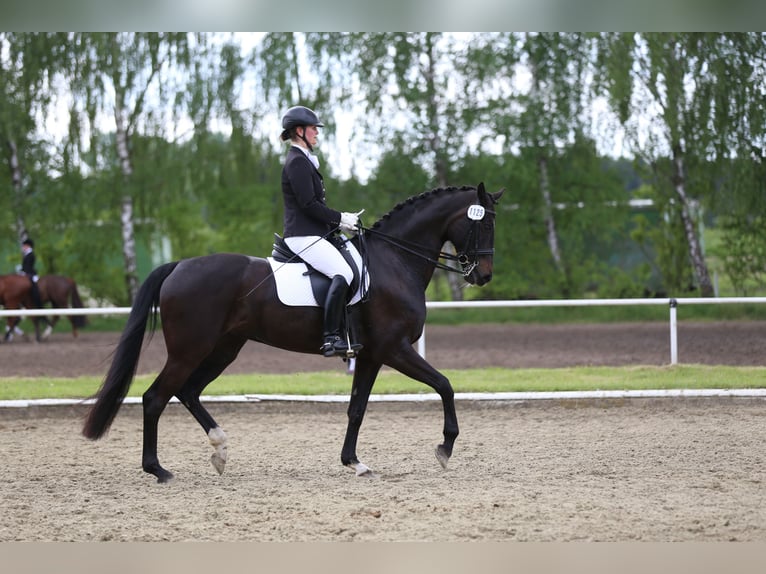 Westfale Stute 19 Jahre 171 cm Schwarzbrauner in Warendorf