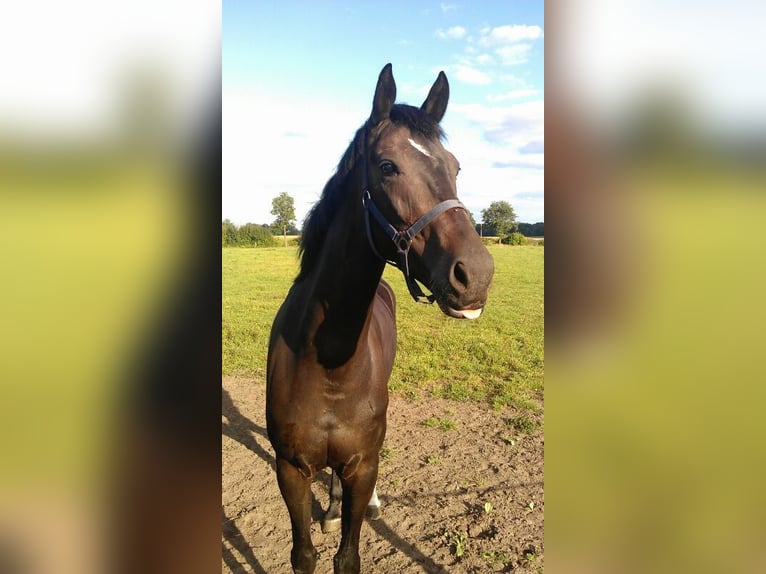 Westfale Stute 19 Jahre 171 cm Schwarzbrauner in Warendorf