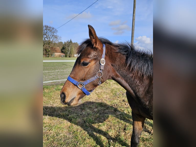 Westfale Stute 1 Jahr 145 cm Brauner in Gütersloh