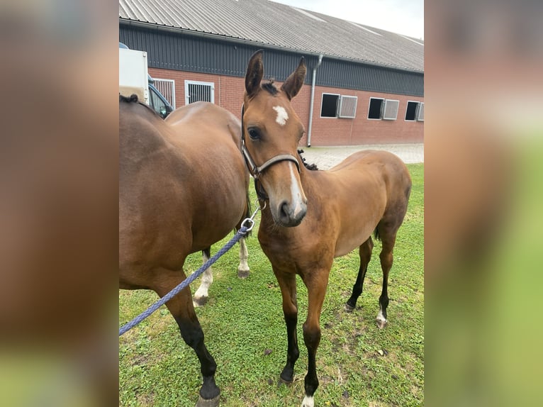 Westfale Stute 1 Jahr 155 cm Brauner in Gronau (Westfalen)