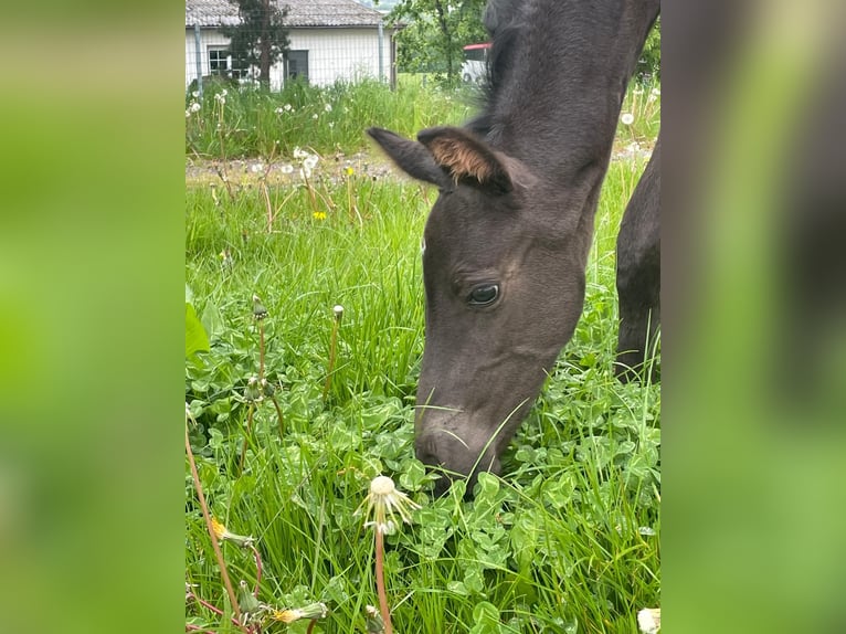 Westfale Stute 1 Jahr 160 cm Schwarzbrauner in Weiskirchen