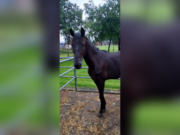 Westfale Stute 1 Jahr 162 cm Rappe in Vreden