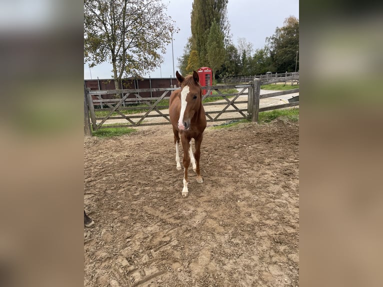 Westfale Stute 1 Jahr 168 cm Dunkelfuchs in Bad Tennstedt