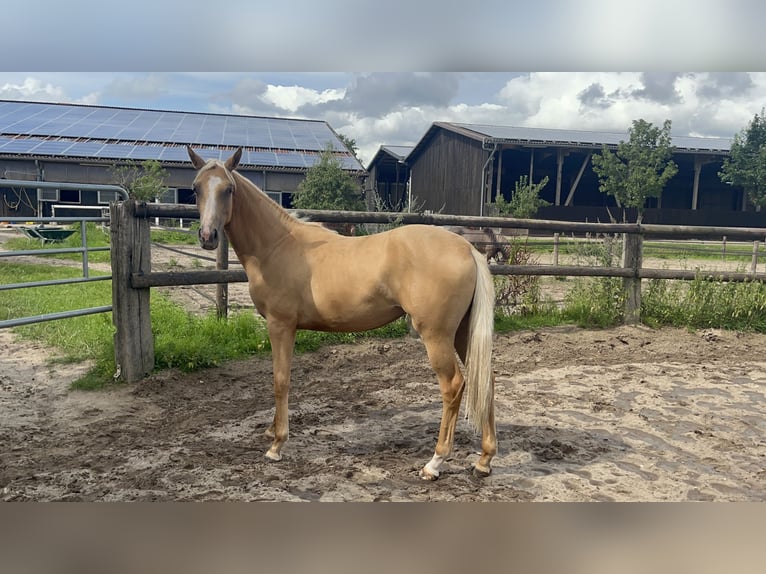 Westfale Stute 1 Jahr 168 cm Palomino in Hamburg