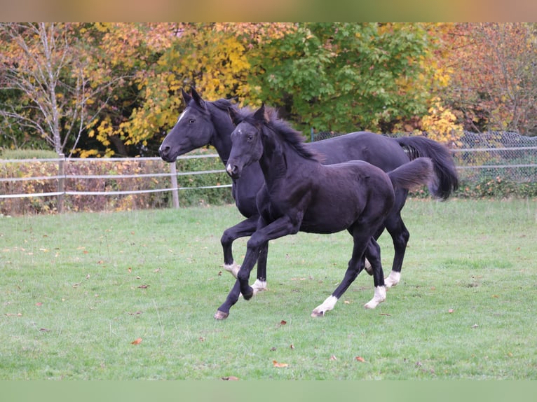 Westfale Stute 1 Jahr 168 cm Rappe in Vöhl