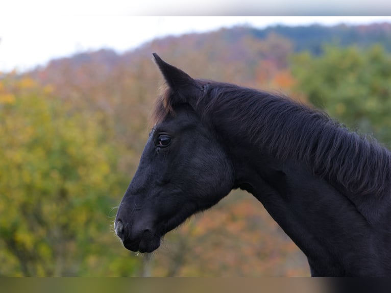 Westfale Stute 1 Jahr 168 cm Rappe in Vöhl