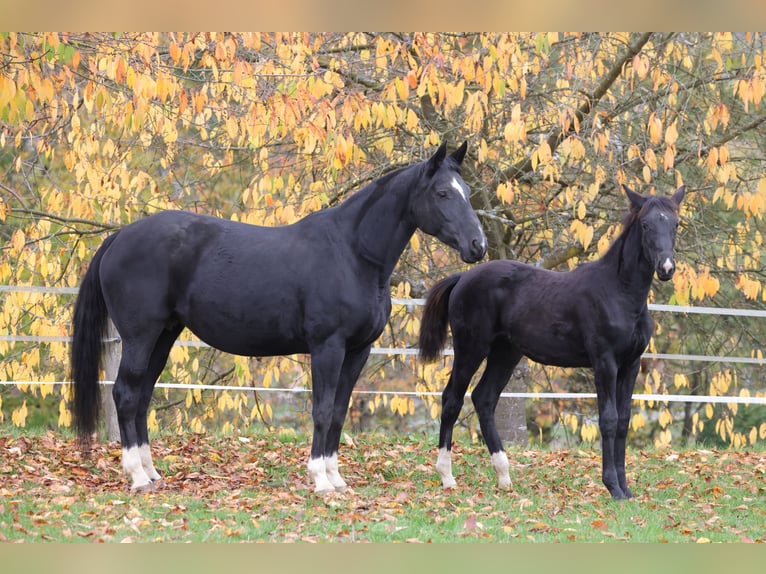 Westfale Stute 1 Jahr 168 cm Rappe in Vöhl