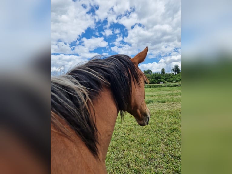 Westfale Stute 1 Jahr 170 cm Brauner in Köthen