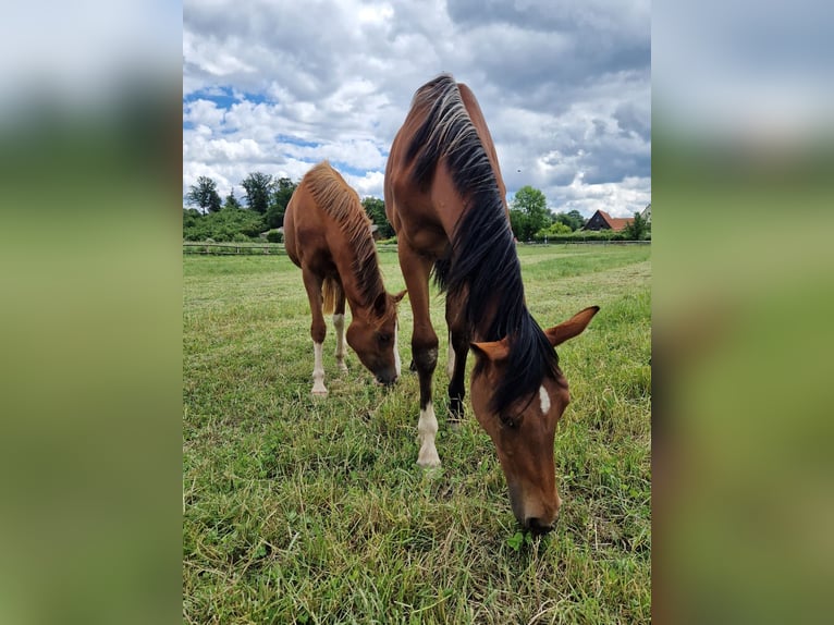 Westfale Stute 1 Jahr 170 cm Brauner in Köthen