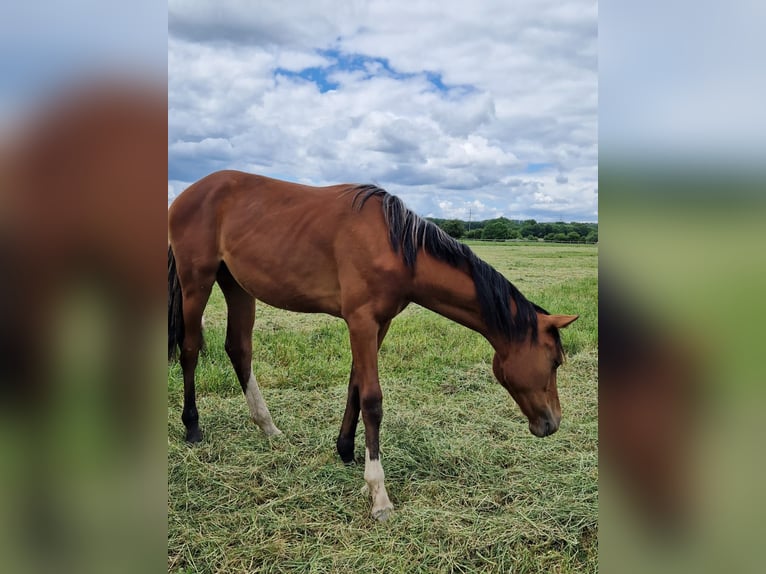 Westfale Stute 1 Jahr 170 cm Brauner in Köthen