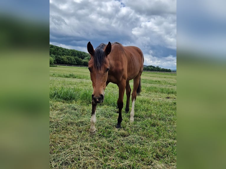 Westfale Stute 1 Jahr 170 cm Brauner in Köthen