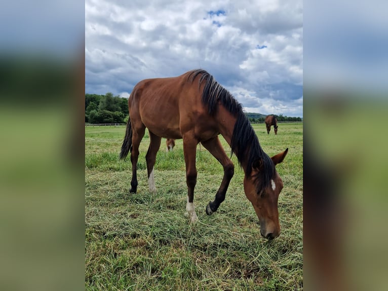 Westfale Stute 1 Jahr 170 cm Brauner in Köthen