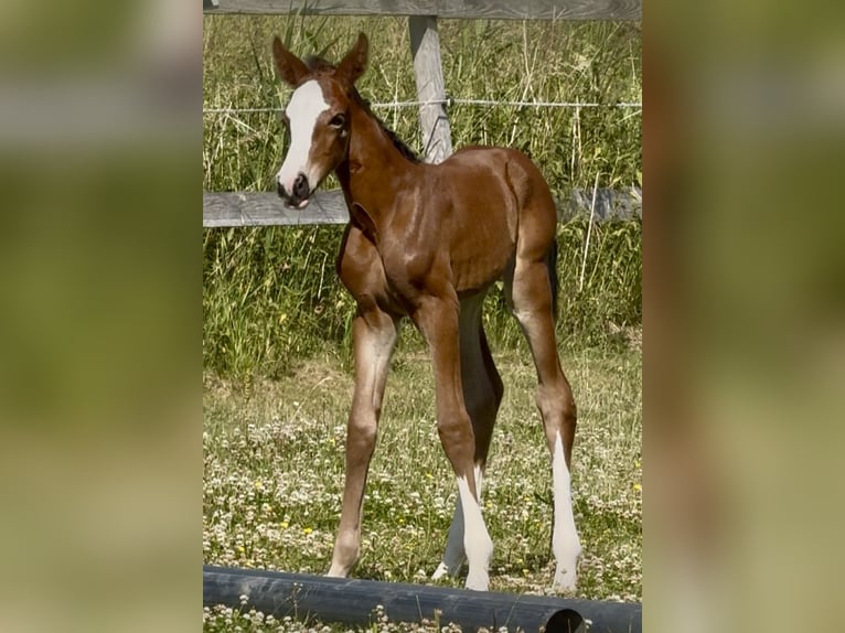 Westfale Stute 1 Jahr 170 cm Brauner in Emmerthal