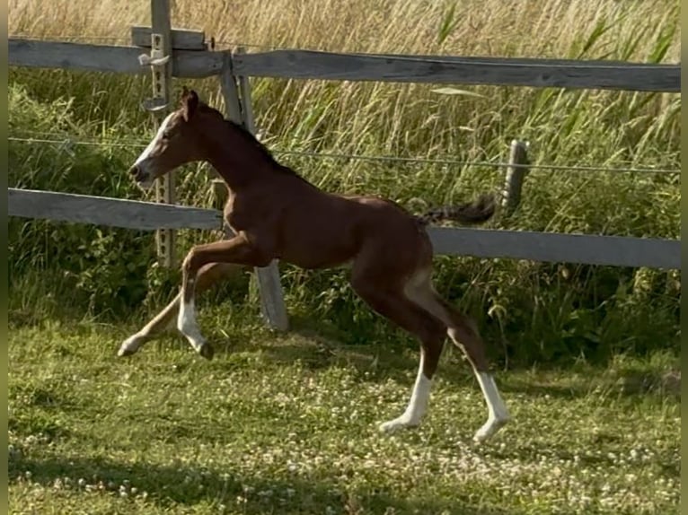 Westfale Stute 1 Jahr 170 cm Brauner in Emmerthal
