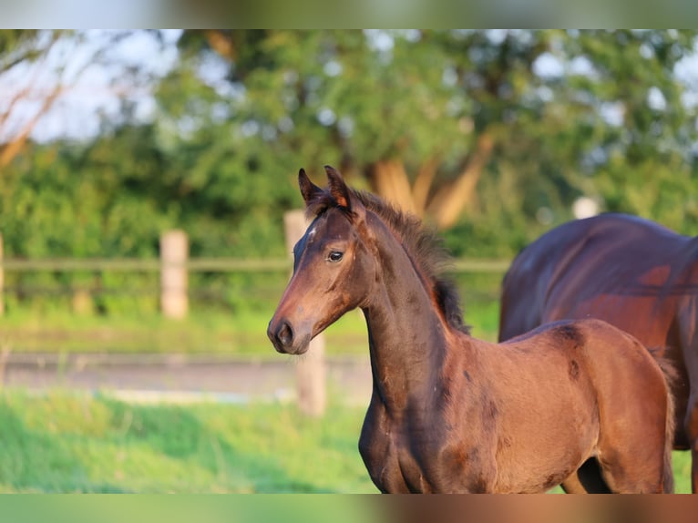 Westfale Stute 1 Jahr 170 cm Dunkelbrauner in Lippstadt