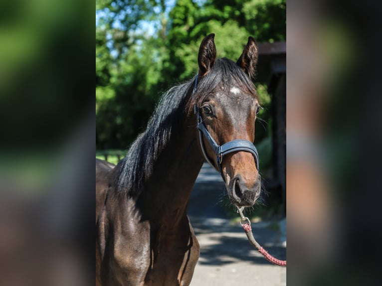 Westfale Stute 1 Jahr 170 cm Dunkelbrauner in Lippstadt