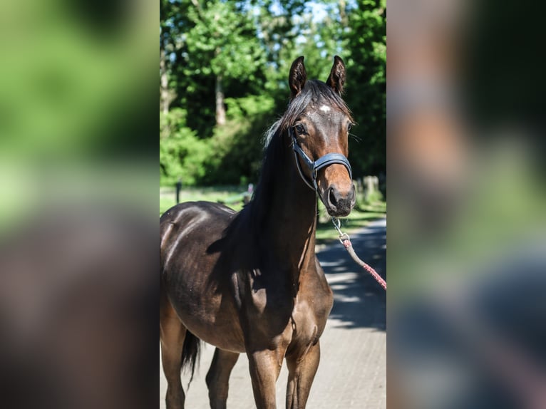 Westfale Stute 1 Jahr 170 cm Dunkelbrauner in Lippstadt