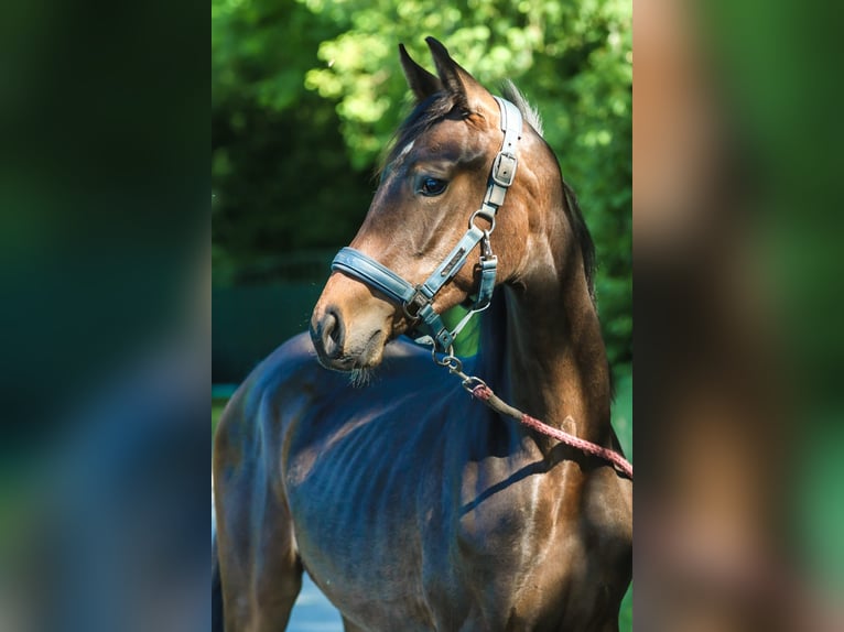 Westfale Stute 1 Jahr 170 cm Dunkelbrauner in Lippstadt