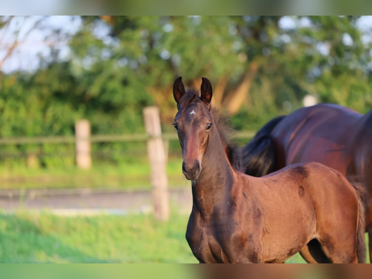 Westfale Stute 1 Jahr 170 cm Dunkelbrauner in Lippstadt